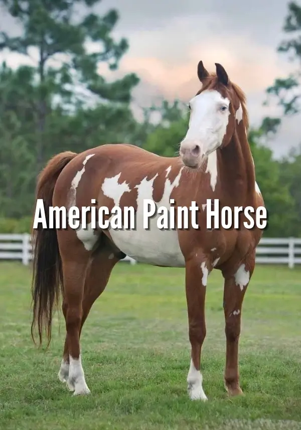 American Paint Horse