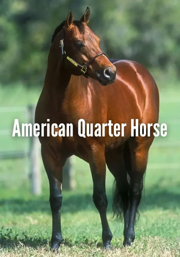 American Quarter Horse