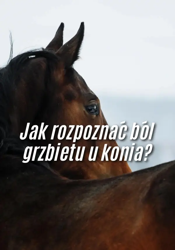 Jak rozpoznać ból grzbietu u konia?