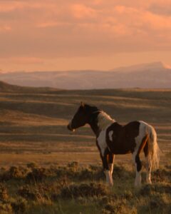ŚWIAT WESTERNU- Mustang historia dzikiego konia