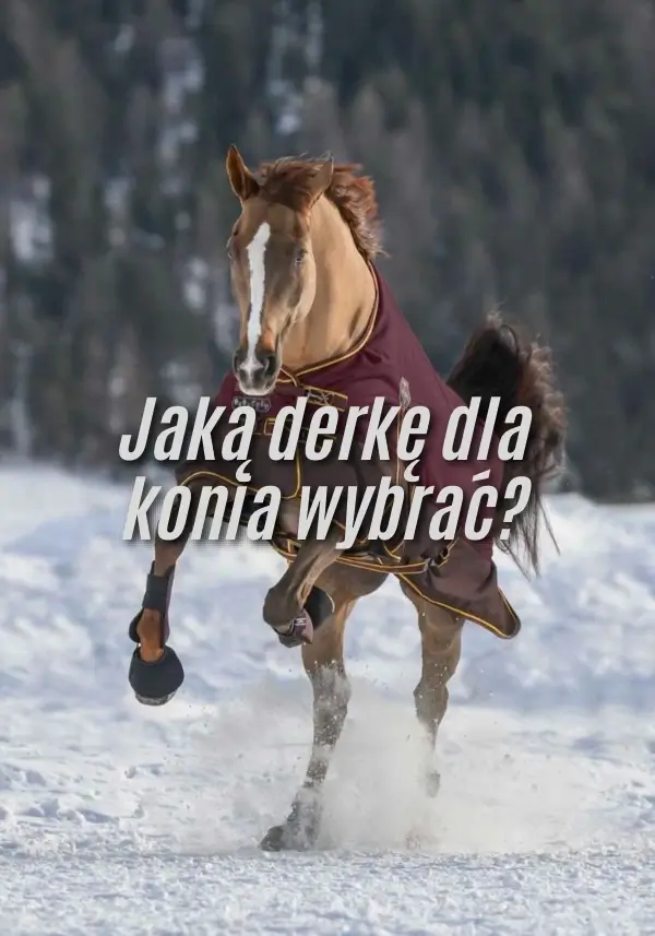 Jaką derkę dla konia wybrać?
